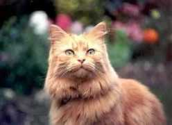 moggies.co.uk Marmie