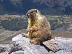 blogs.discovermagazine.com Marmot