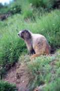 johnharveyphoto.com Marmot