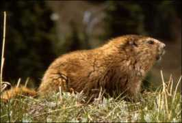 utep.edu Marmota
