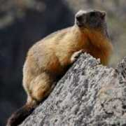 fotonatura.org Marmotilla