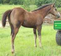 barrelracer.com Marnas