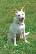 dogchannel.com Marnina