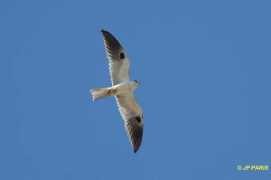 oiseaux.net Maromero