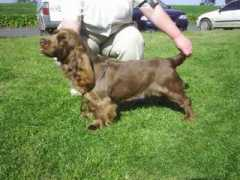dogzonline.com.au Marquell