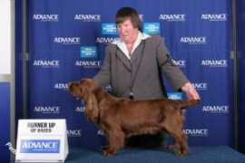 dogzonline.com.au Marquell