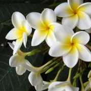 fotonatura.org Marquiset