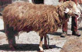 Marrane