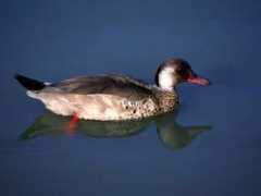 brazilbrand.com Marreca