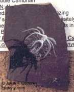 Marrella