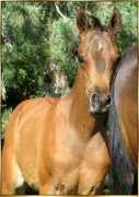 kharouselfarm.com Marsani