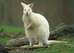 zoodent.com Marsupial