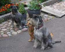 schnauzerstugan.com Martae