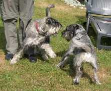 schnauzerstugan.com Martag