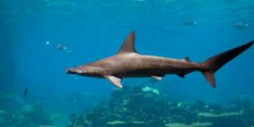 ciencia.hsw.uol.com.br Martelo