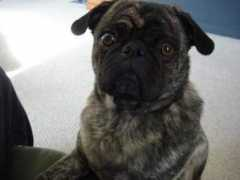thunderstormspugpals.com Marter