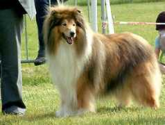 collie-online.com Marthiens
