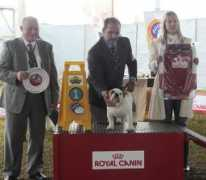 sutusbulldogs.co.uk Marthir