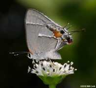 carolinanature.com Martialis