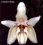 orchidsaustralia.com Martiana