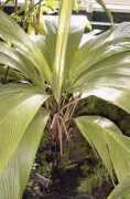 desert-tropicals.com Martiana