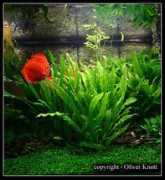 plantacquari.it Martii