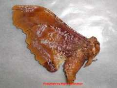 saturniidae-web.de Martinae