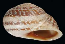 malacologia.org Martinae