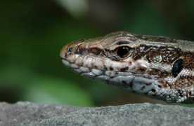 slo-foto.net Martincek