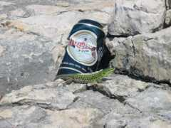 slo-foto.net Martincek