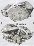 blackriverfossils.org Martinetta