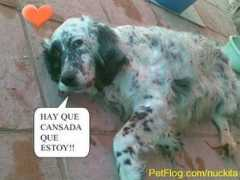 petflog.com Martitha