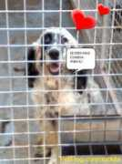 petflog.com Martitha