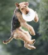 dogtowncup.com Martra