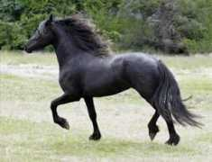 orcasfeatheredhorses.com Martya
