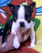 puppy-search.com Martya