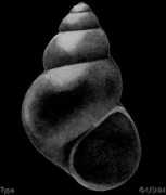 gastropods.com Martyni