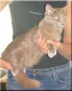 east-cat.narod.ru Martyshchenko