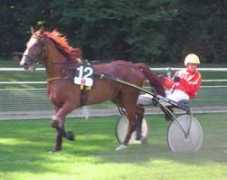 stallallegra.ch Martza
