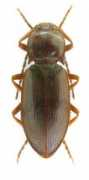 elateridae.com Marvani