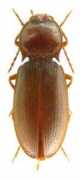 elateridae.com Marvani