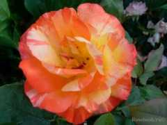 rosebook.ru Marvelle