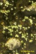 vernalpools.org Marves
