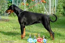 dobermann-pedigrees.com Marvinette