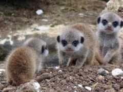 zooborns.com Marwell