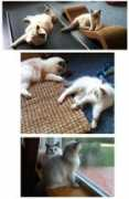 floppycats.com Marydean