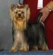 dogzonline.com.au Marydon