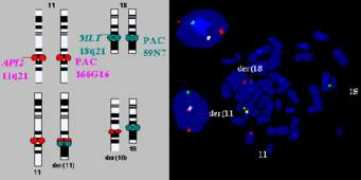 atlasgeneticsoncology.org Marynen