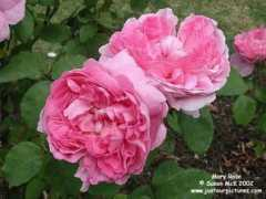 Maryrose