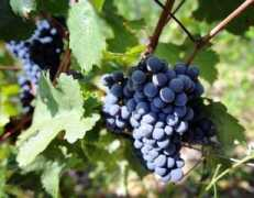 thewinecellarinsider.com Marzelle